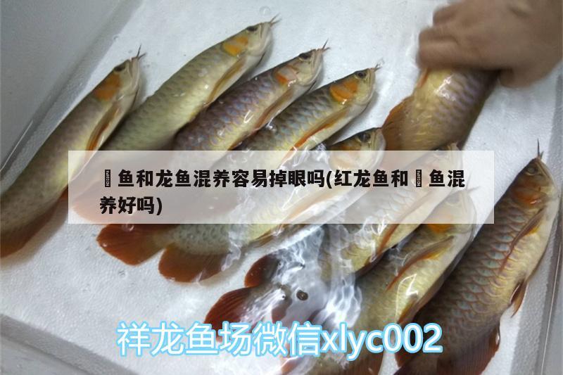 銀龍魚小時(shí)候黑色嘛（銀龍魚發(fā)黑怎樣處理） 銀龍魚百科 第1張