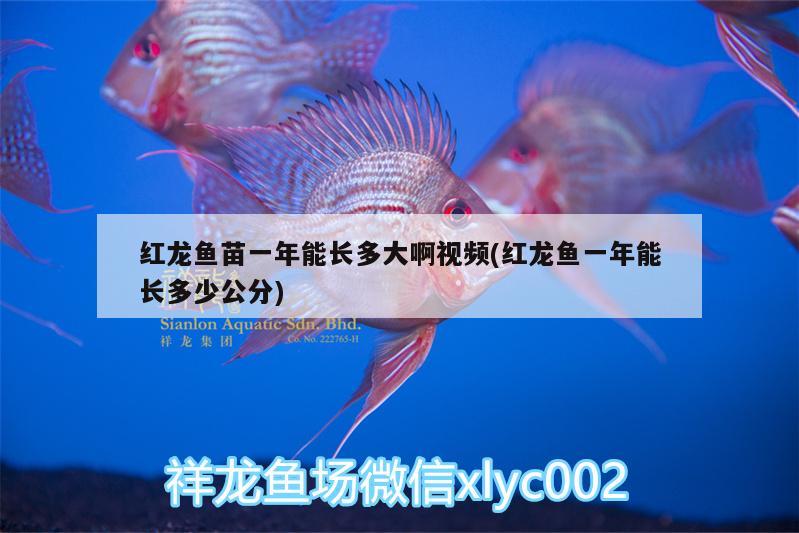 紅龍魚(yú)苗一年能長(zhǎng)多大啊視頻(紅龍魚(yú)一年能長(zhǎng)多少公分)