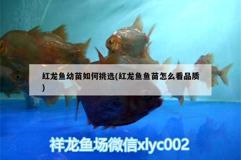 紅龍魚幼苗如何挑選(紅龍魚魚苗怎么看品質(zhì))