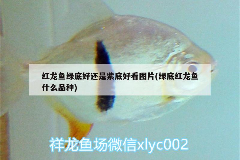 紅龍魚綠底好還是紫底好看圖片(綠底紅龍魚什么品種) 刀魚魚