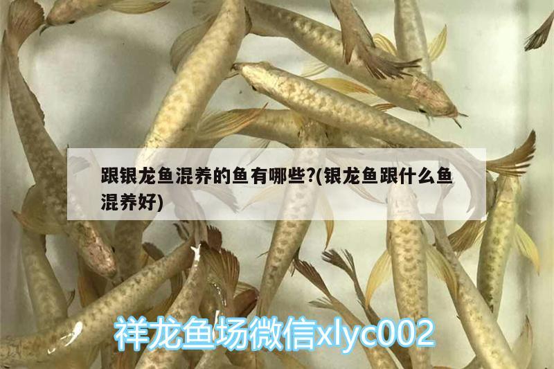 跟銀龍魚混養(yǎng)的魚有哪些?(銀龍魚跟什么魚混養(yǎng)好) 銀龍魚百科