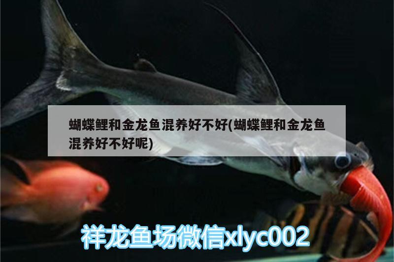 蝴蝶鯉和金龍魚混養(yǎng)好不好(蝴蝶鯉和金龍魚混養(yǎng)好不好呢) 蝴蝶鯉