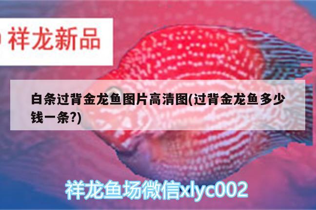 金龍魚(yú)混養(yǎng)什么魚(yú)好看又好養(yǎng)：金龍魚(yú)適合和什么魚(yú)一起養(yǎng)