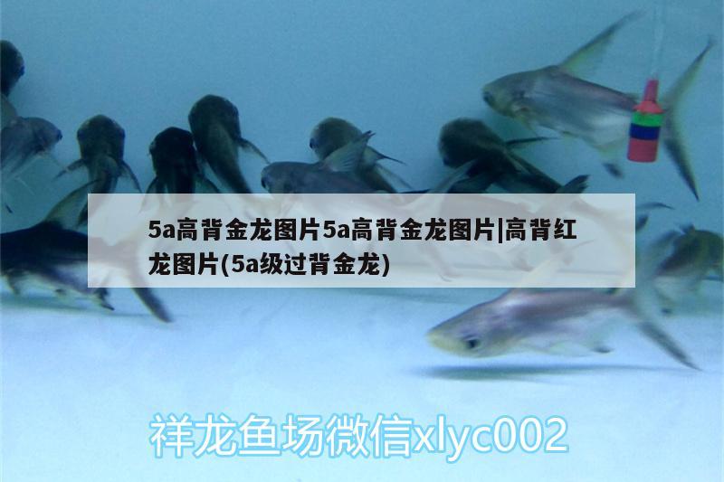 大竹筒可以放魚缸嗎，富貴竹可以放魚缸里嗎 養(yǎng)魚的好處 第2張