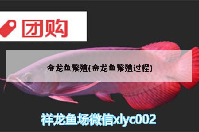 金龍魚繁殖(金龍魚繁殖過程) 野彩魚