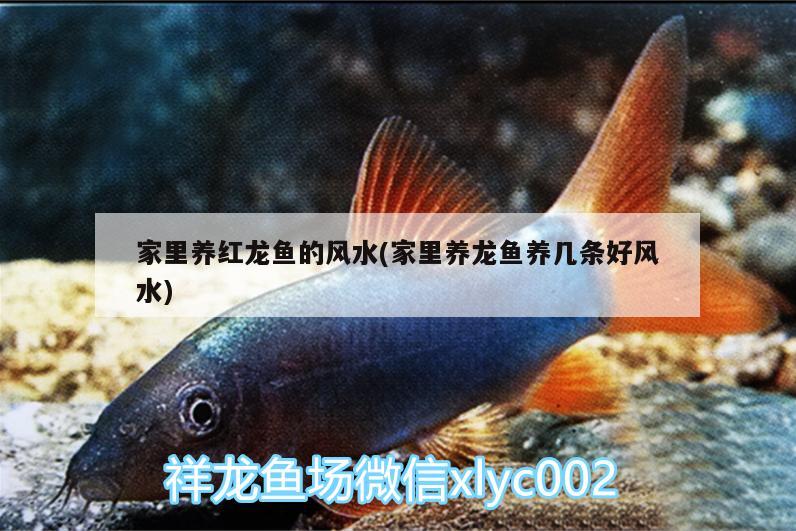 家里養(yǎng)紅龍魚的風(fēng)水(家里養(yǎng)龍魚養(yǎng)幾條好風(fēng)水) 魚缸風(fēng)水