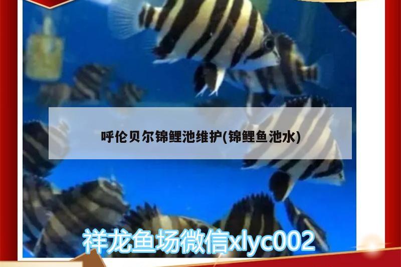 呼倫貝爾錦鯉池維護(hù)(錦鯉魚池水) 魚缸/水族箱