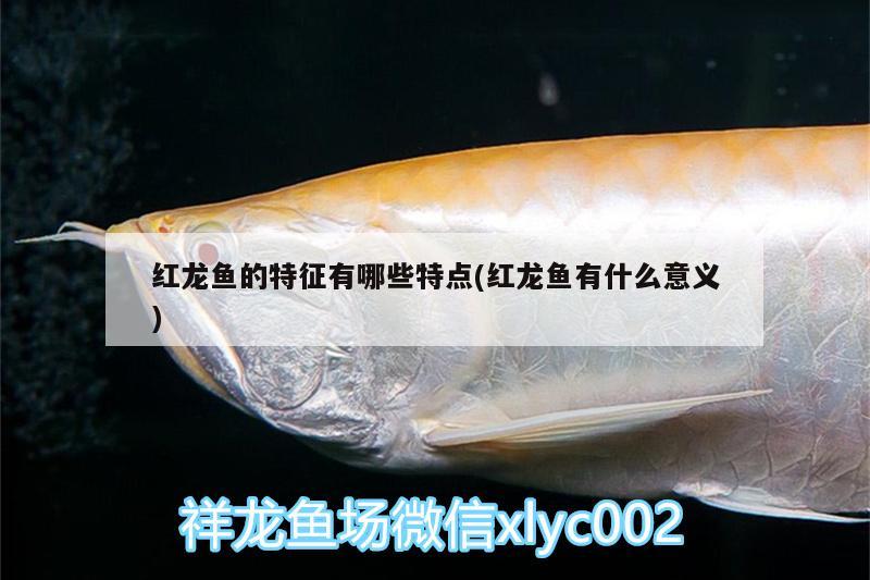 紅龍魚的特征有哪些特點(紅龍魚有什么意義) 巴卡雷龍魚