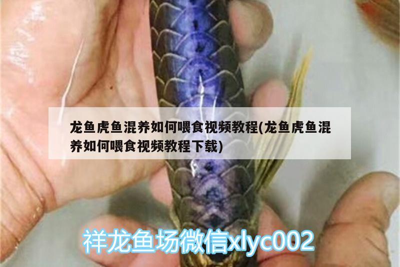 龍魚虎魚混養(yǎng)如何喂食視頻教程(龍魚虎魚混養(yǎng)如何喂食視頻教程下載) 虎魚百科