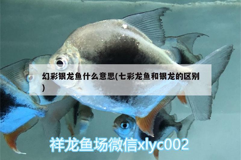 幻彩銀龍魚什么意思(七彩龍魚和銀龍的區(qū)別)