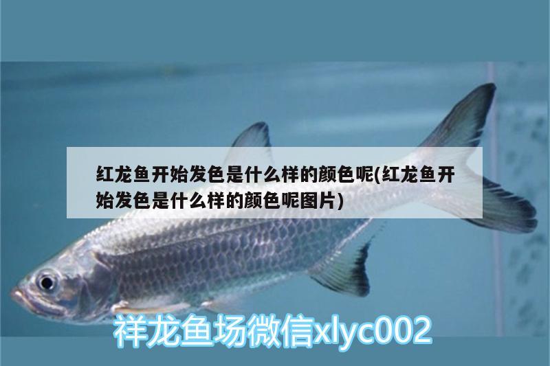 紅龍魚(yú)開(kāi)始發(fā)色是什么樣的顏色呢(紅龍魚(yú)開(kāi)始發(fā)色是什么樣的顏色呢圖片)