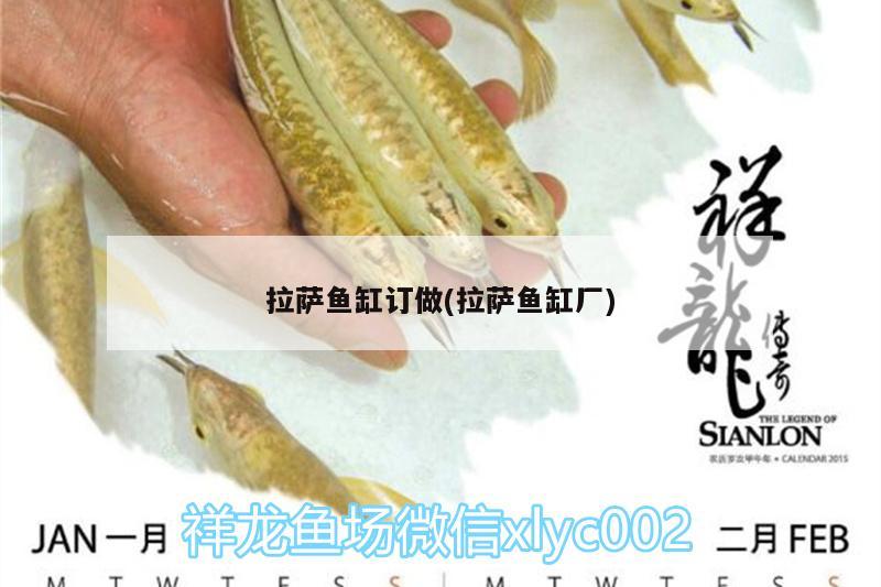 拉薩魚缸訂做(拉薩魚缸廠) 銀龍魚苗