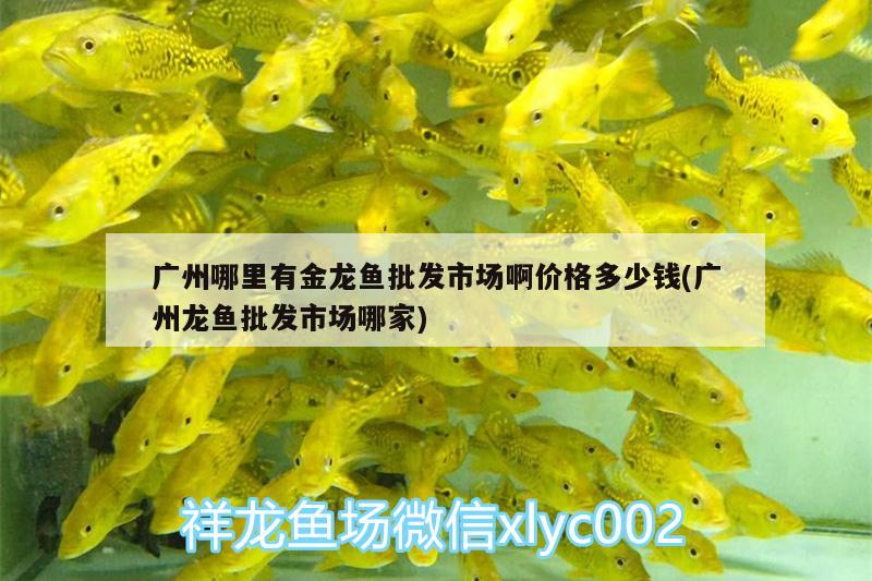 kromco是什么品牌，粉公主水培方法 觀賞魚 第1張