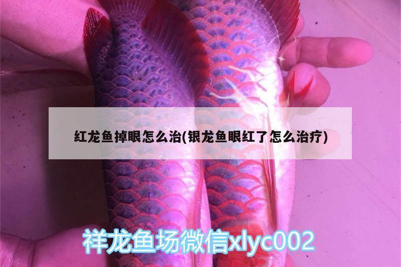 紅龍魚掉眼怎么治(銀龍魚眼紅了怎么治療) 銀龍魚