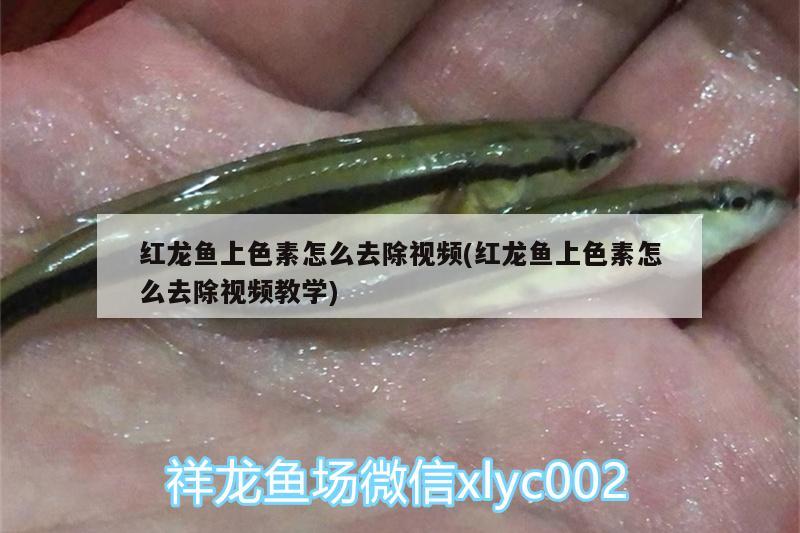 紅龍魚上色素怎么去除視頻(紅龍魚上色素怎么去除視頻教學(xué)) 月光鴨嘴魚苗