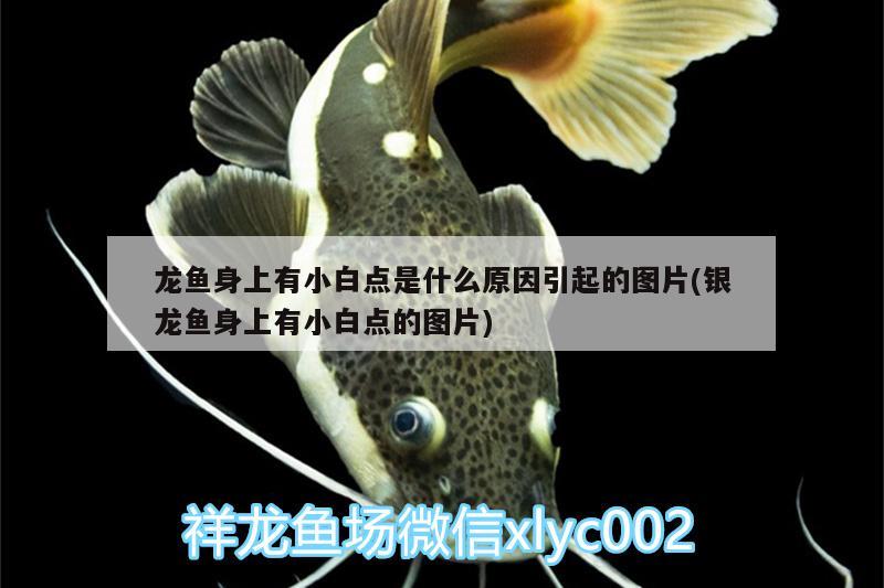 龍魚身上有小白點是什么原因引起的圖片(銀龍魚身上有小白點的圖片) 銀龍魚百科