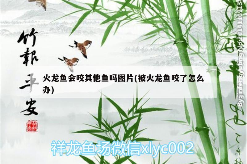 火龍魚會咬其他魚嗎圖片(被火龍魚咬了怎么辦) 檸檬鯽