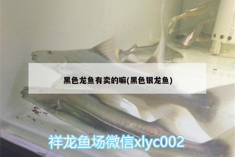 魚缸壁有黃褐色東西怎么清理（龜缸褐藻的清除辦法） 烏龜 第2張