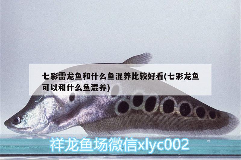 七彩雷龍魚(yú)和什么魚(yú)混養(yǎng)比較好看(七彩龍魚(yú)可以和什么魚(yú)混養(yǎng))