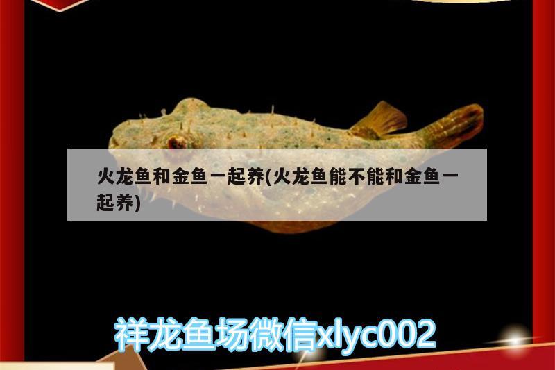 火龍魚和金魚一起養(yǎng)(火龍魚能不能和金魚一起養(yǎng)) 黃金招財貓魚