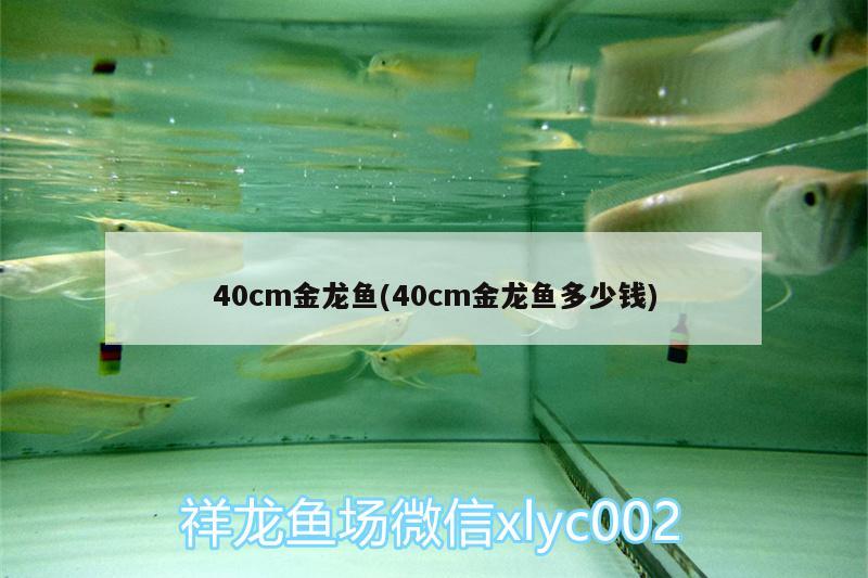 40cm金龍魚(40cm金龍魚多少錢) 赤焰中國虎魚