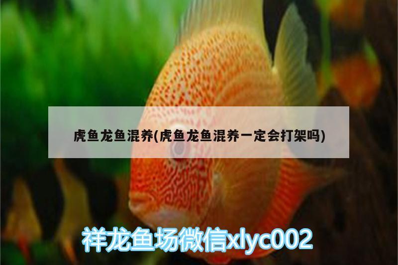 虎魚龍魚混養(yǎng)(虎魚龍魚混養(yǎng)一定會(huì)打架嗎)