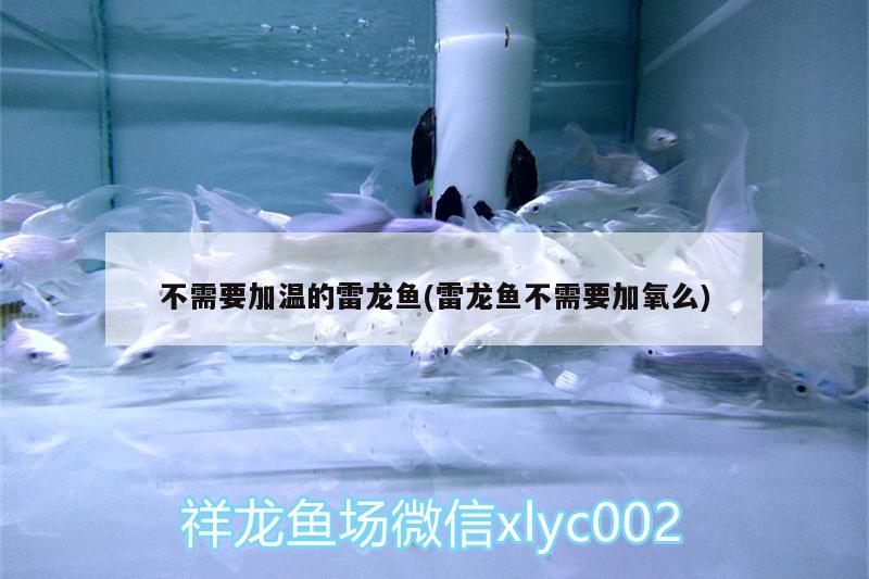 不需要加溫的雷龍魚(雷龍魚不需要加氧么) 廣州水族批發(fā)市場