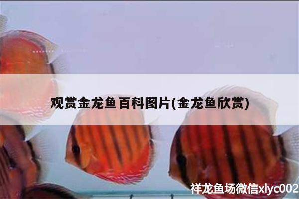 觀賞金龍魚百科圖片(金龍魚欣賞) 慈雕魚