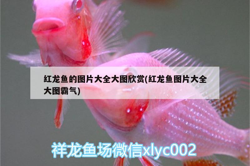 紅龍魚的圖片大全大圖欣賞(紅龍魚圖片大全大圖霸氣) 高背金龍魚