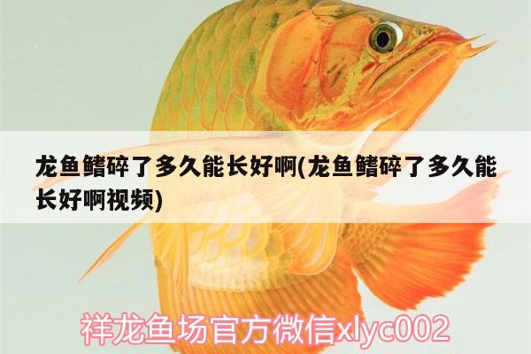 粗線銀板咬龍魚嗎(銀龍魚拉線是怎么回事)