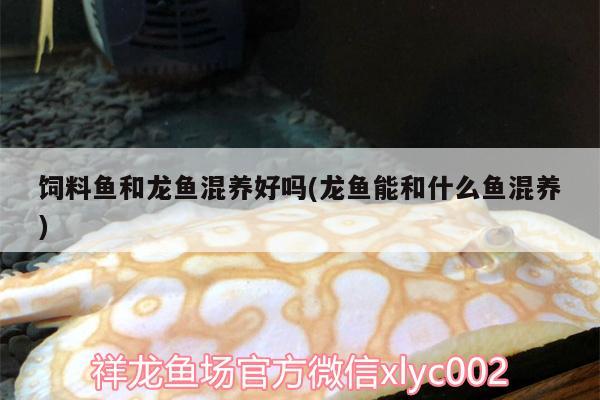 飼料魚和龍魚混養(yǎng)好嗎(龍魚能和什么魚混養(yǎng)) 薩伊藍魚