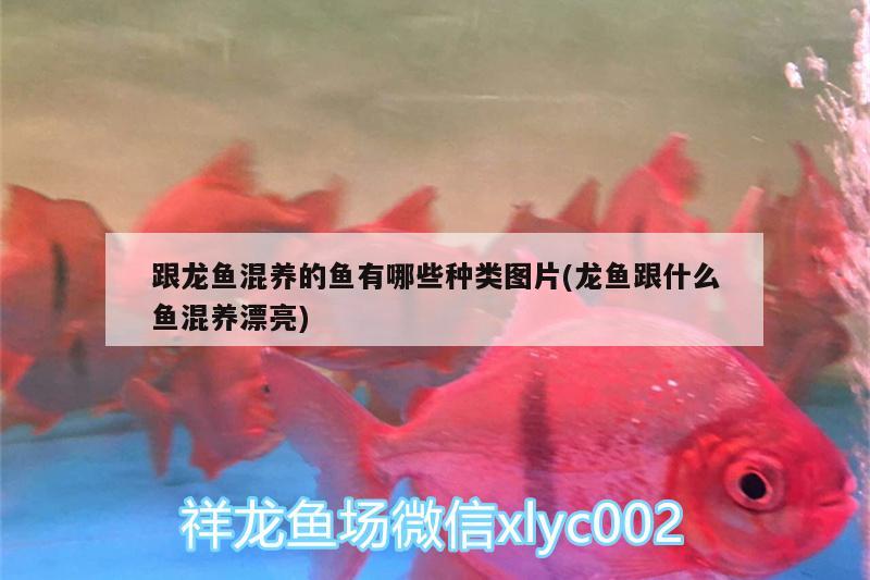 跟龍魚混養(yǎng)的魚有哪些種類圖片(龍魚跟什么魚混養(yǎng)漂亮)