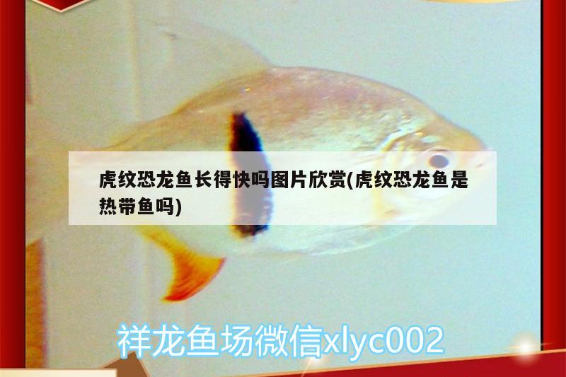 虎紋恐龍魚(yú)長(zhǎng)得快嗎圖片欣賞(虎紋恐龍魚(yú)是熱帶魚(yú)嗎) 蝴蝶鯉