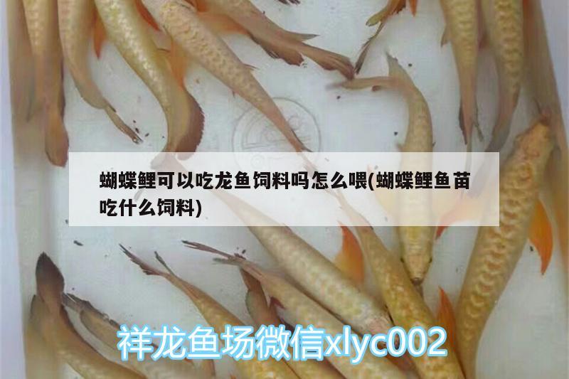 蝴蝶鯉可以吃龍魚(yú)飼料嗎怎么喂(蝴蝶鯉魚(yú)苗吃什么飼料)