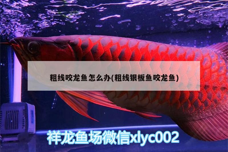 粗線(xiàn)咬龍魚(yú)怎么辦(粗線(xiàn)銀板魚(yú)咬龍魚(yú)) 羅漢魚(yú)