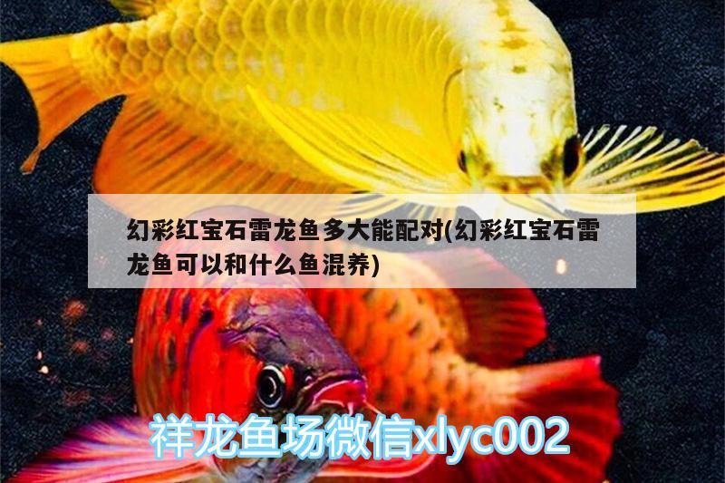 幻彩紅寶石雷龍魚多大能配對(duì)(幻彩紅寶石雷龍魚可以和什么魚混養(yǎng))