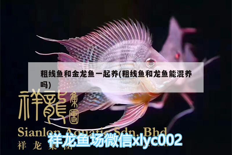 粗線魚和金龍魚一起養(yǎng)(粗線魚和龍魚能混養(yǎng)嗎)