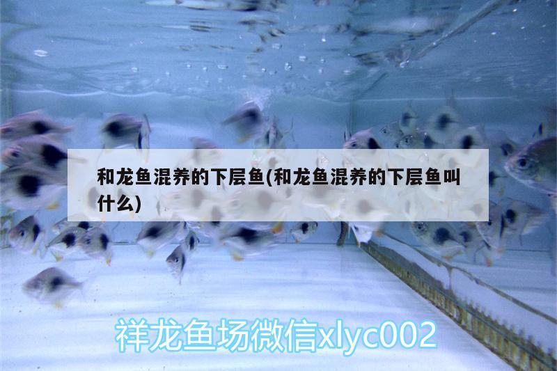 和龍魚(yú)混養(yǎng)的下層魚(yú)(和龍魚(yú)混養(yǎng)的下層魚(yú)叫什么)