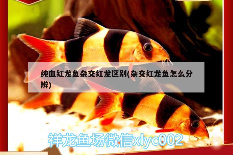 什么魚能清理魚缸細(xì)菌（什么魚能清理缸壁） 孵化器