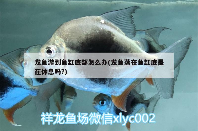 龍魚游到魚缸底部怎么辦(龍魚落在魚缸底是在休息嗎?) 南美異型魚