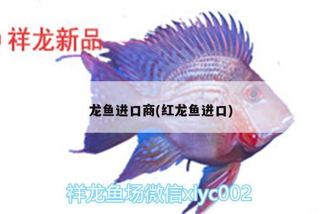 龍魚(yú)進(jìn)口商(紅龍魚(yú)進(jìn)口)