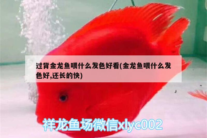 過背金龍魚喂什么發(fā)色好看(金龍魚喂什么發(fā)色好,還長(zhǎng)的快)