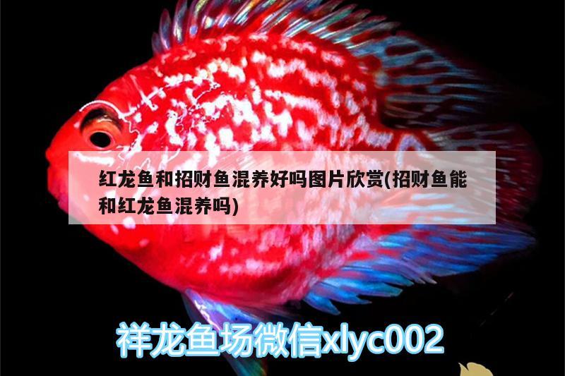 紅龍魚(yú)和招財(cái)魚(yú)混養(yǎng)好嗎圖片欣賞(招財(cái)魚(yú)能和紅龍魚(yú)混養(yǎng)嗎)