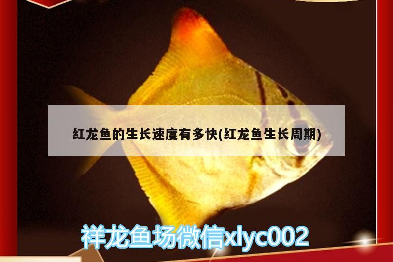 金龍魚(yú)側(cè)燈位置擺放（金龍魚(yú)頂燈怎么擺放） 水族燈（魚(yú)缸燈） 第3張