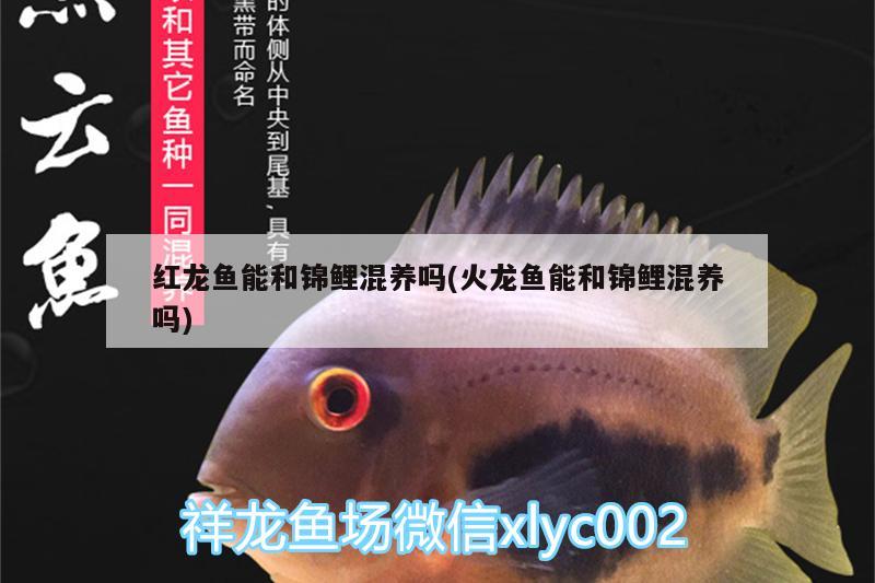 紅龍魚能和錦鯉混養(yǎng)嗎(火龍魚能和錦鯉混養(yǎng)嗎)