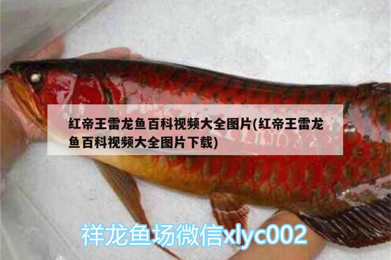 紅帝王雷龍魚(yú)百科視頻大全圖片(紅帝王雷龍魚(yú)百科視頻大全圖片下載) 月光鴨嘴魚(yú)苗