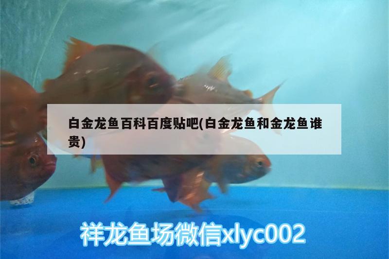 金龍魚(yú)側(cè)燈位置擺放（金龍魚(yú)頂燈怎么擺放） 水族燈（魚(yú)缸燈） 第1張