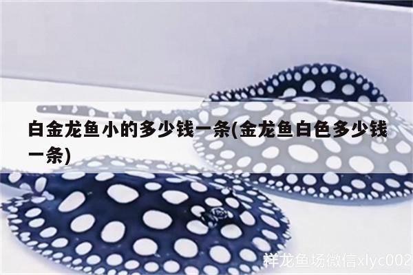 白金龍魚小的多少錢一條(金龍魚白色多少錢一條)