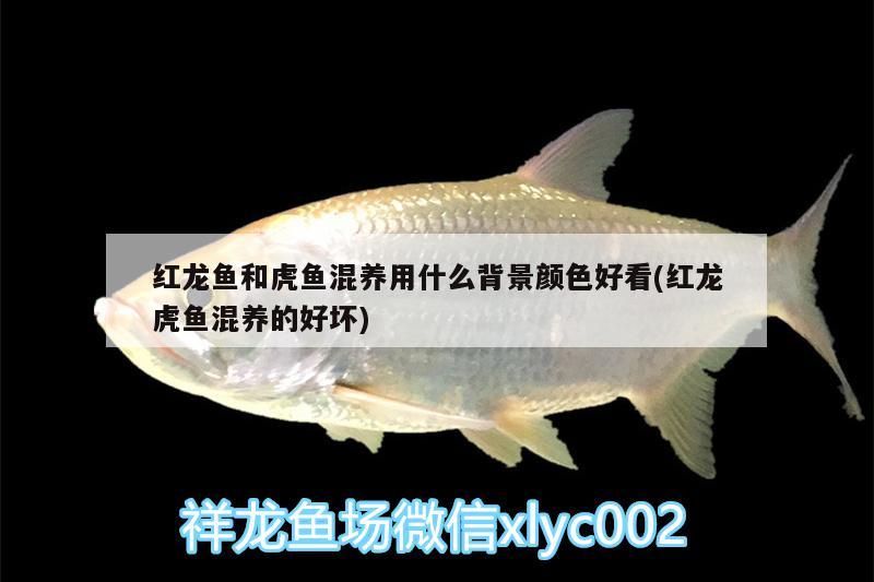 紅龍魚和虎魚混養(yǎng)用什么背景顏色好看(紅龍虎魚混養(yǎng)的好壞) 虎魚百科