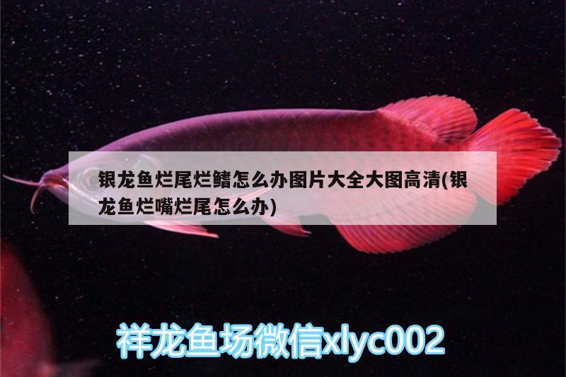 銀龍魚爛尾爛鰭怎么辦圖片大全大圖高清(銀龍魚爛嘴爛尾怎么辦)